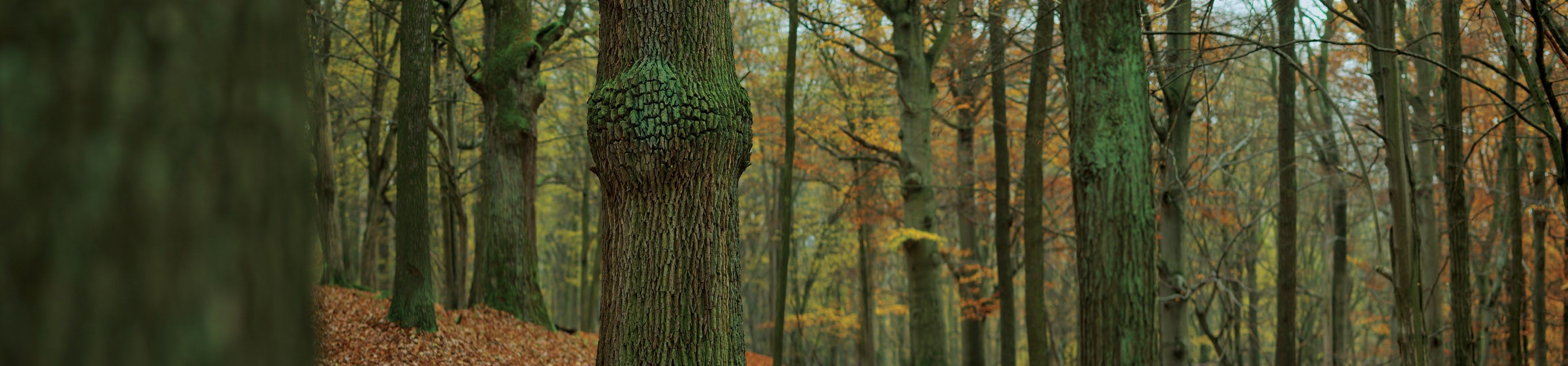 Náměšťská obora 2012